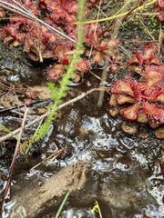 Poyntonia paludicola