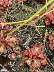 Poyntonia paludicola