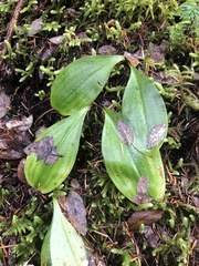 Clintonia uniflora