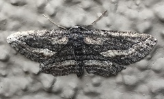 Aethaloida packardaria