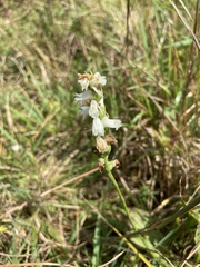 Spiranthes arcisepala