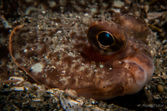 Limanda limanda