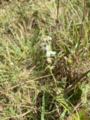 Spiranthes arcisepala