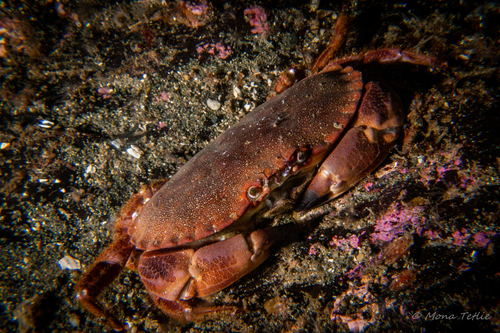 Edible Crab, photo 4 of 7