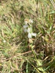 Spiranthes arcisepala