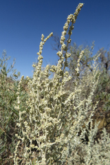Atriplex undulata
