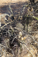 Austrocactus bertinii