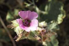 Sphaeralcea mendocina