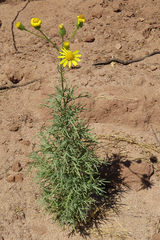 Senecio pinnatus