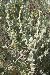 Atriplex undulata