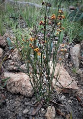 Daviesia leptophylla