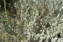 Atriplex undulata