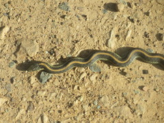Thamnophis atratus