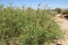 Prosopis alpataco
