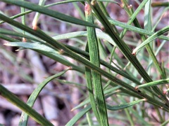 Daviesia leptophylla
