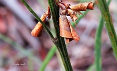 Daviesia leptophylla