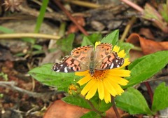 Vanessa braziliensis