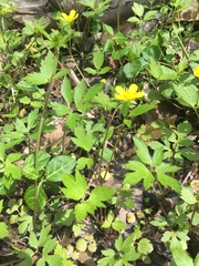 Ranunculus hispidus nitidus