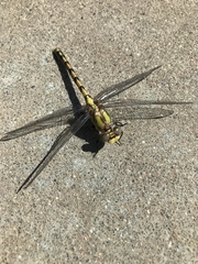 Ophiogomphus