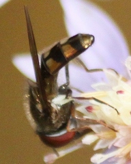 Platycheirus obscurus