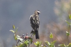 Zaratornis stresemanni
