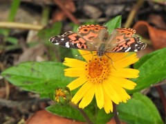 Vanessa braziliensis