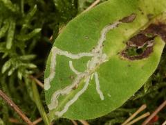 Phytomyza aprilina