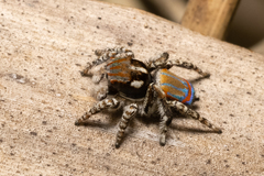 Maratus tasmanicus