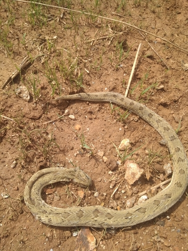 Photo of a Spotted Night Adder (Causus maculatus)