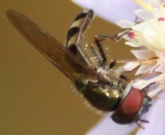 Platycheirus obscurus