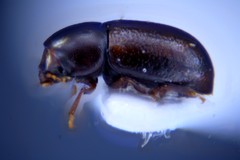 Cis castaneus