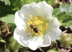 Toxomerus vertebratus