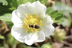 Toxomerus vertebratus