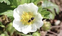 Toxomerus vertebratus