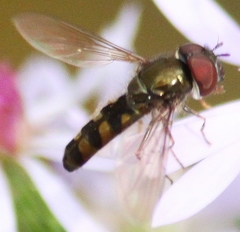 Platycheirus obscurus