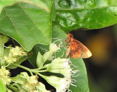 Miltomiges cinnamomea