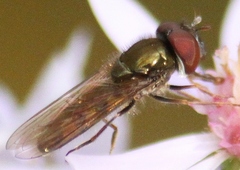 Platycheirus obscurus