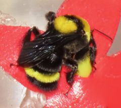 Bombus transversalis