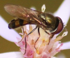 Platycheirus obscurus