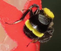 Bombus transversalis