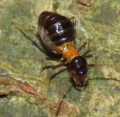 Constrictotermes cavifrons