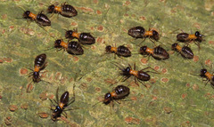 Constrictotermes cavifrons