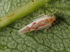 Zygina flammigera