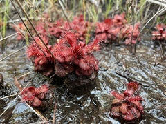 Drosera slackii