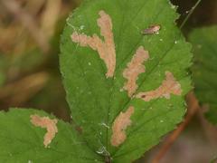 Coptotriche marginea