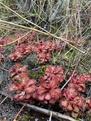 Drosera slackii