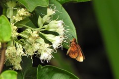 Miltomiges cinnamomea