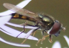 Platycheirus obscurus