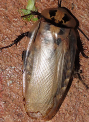 Eublaberus distanti