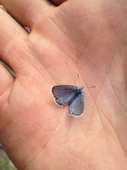Pseudophilotes jacuticus